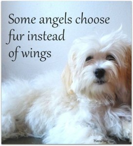 39 Pet Loss Quotes to Comfort the Grief - Sympathy Card Messages