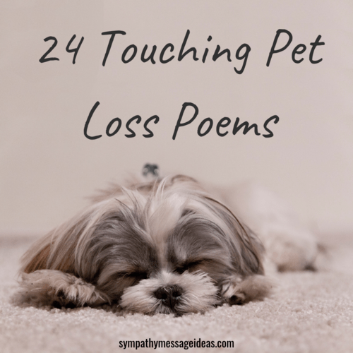 24 Touching Pet Loss Poems To Find Comfort In Sympathy Card Messages
