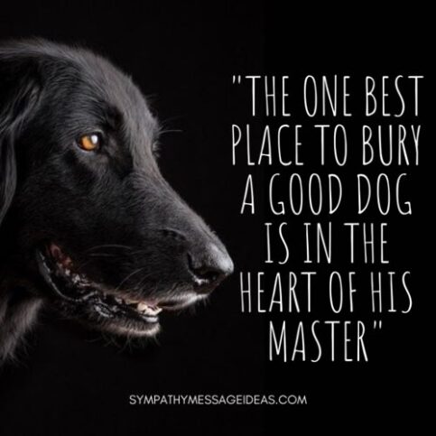 57 Loss of Dog Quotes & Images: Comforting Ways to Remember your Pal ...