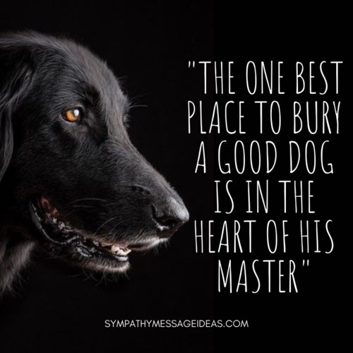 a good quote for a dog