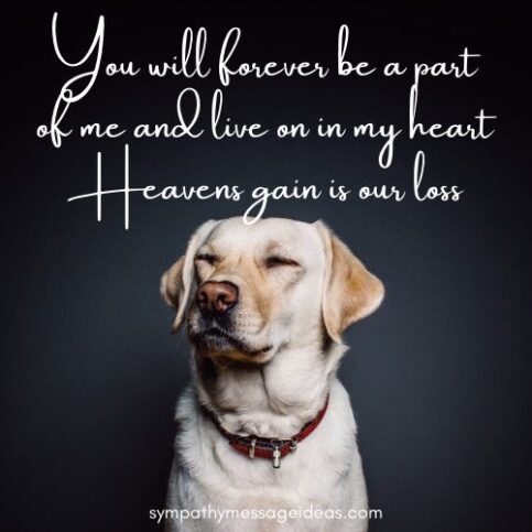 57 Loss of Dog Quotes & Images: Comforting Ways to Remember your Pal ...