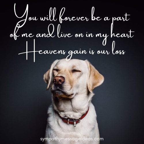 57 Heartbreaking Loss Of Dog Quotes And Images Comforting Ways To