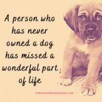 57 Loss of Dog Quotes & Images: Comforting Ways to Remember your Pal ...