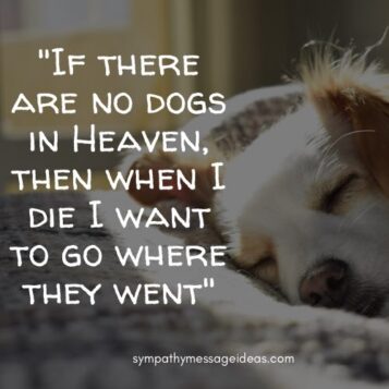 57 Loss of Dog Quotes & Images: Comforting Ways to Remember your Pal ...