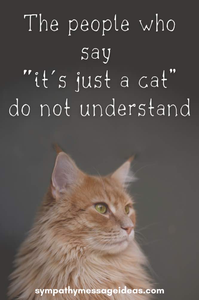the people who say it's just a cat don't understand