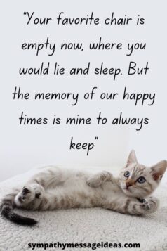 41 Heartfelt Loss of Cat Quotes and Images - Sympathy Message Ideas