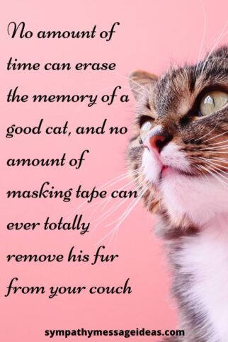 41 Heartfelt Loss of Cat Quotes and Images - Sympathy Message Ideas