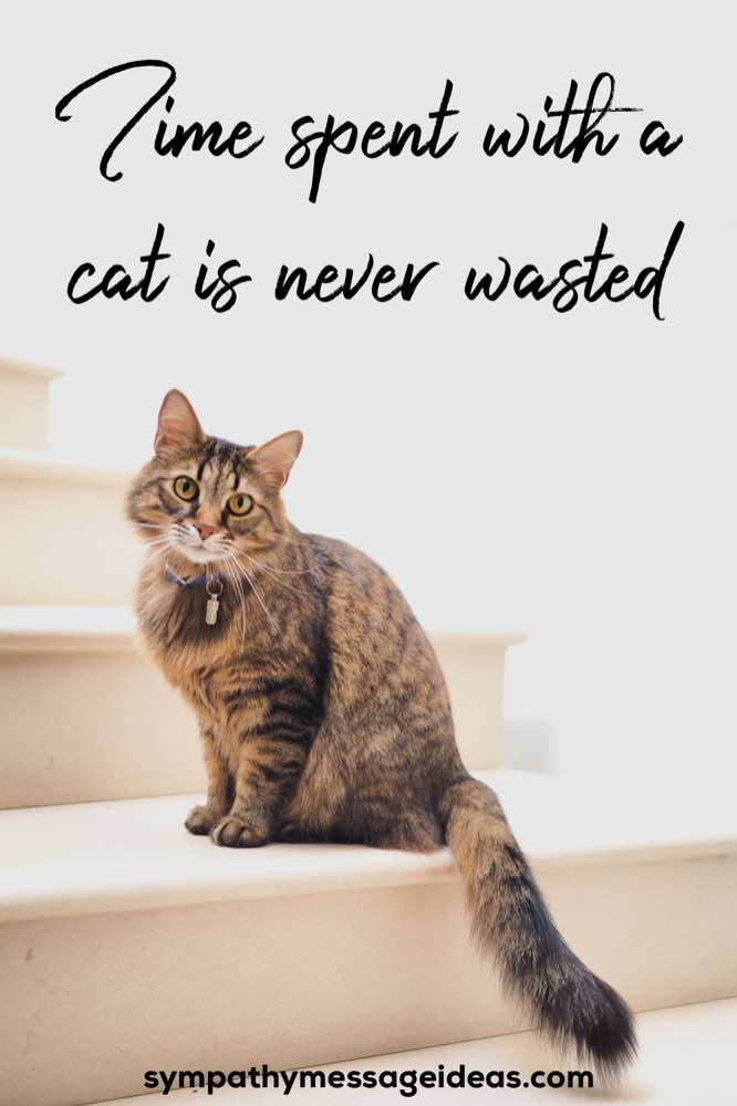 time spent with a cat is never wasted quote